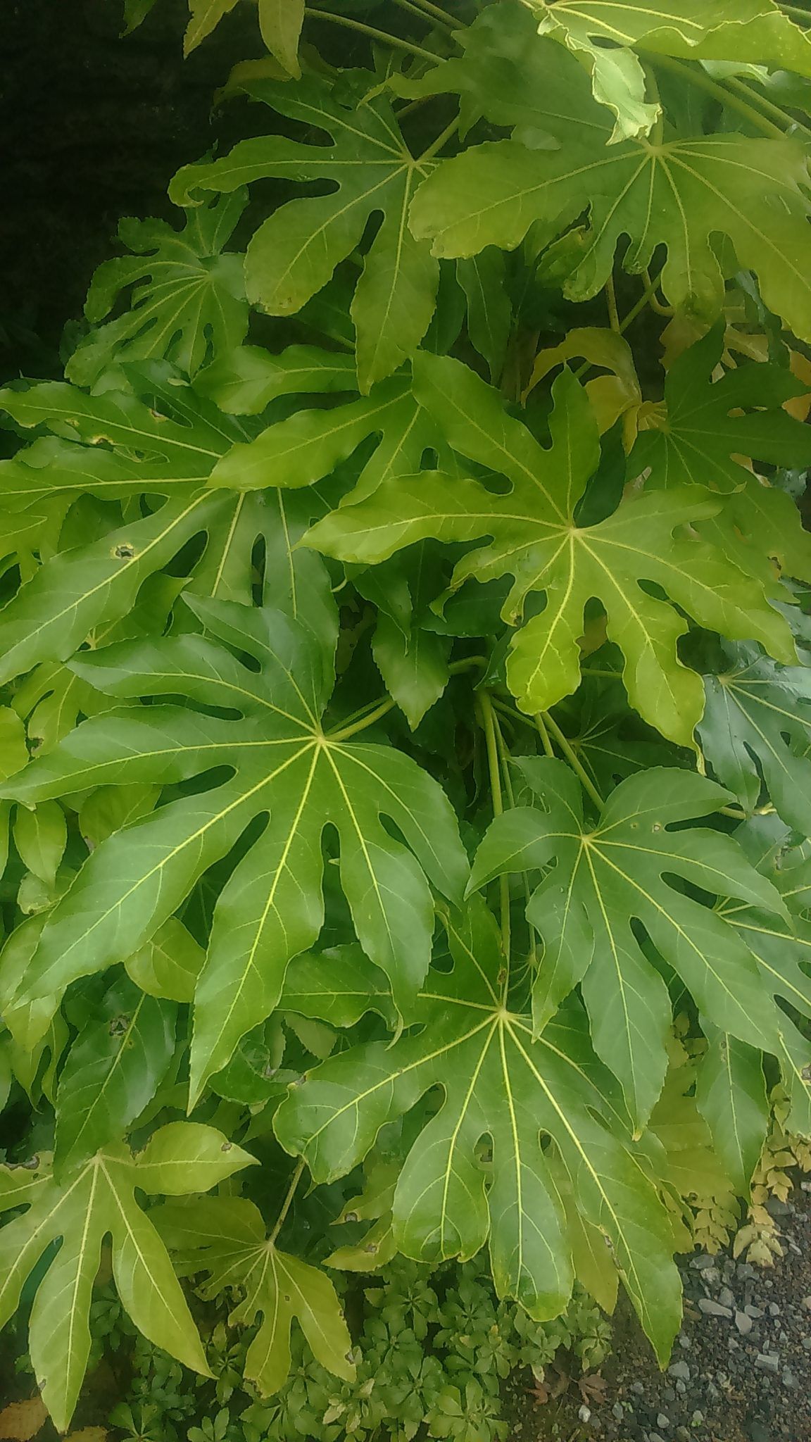 Focused tree leaves