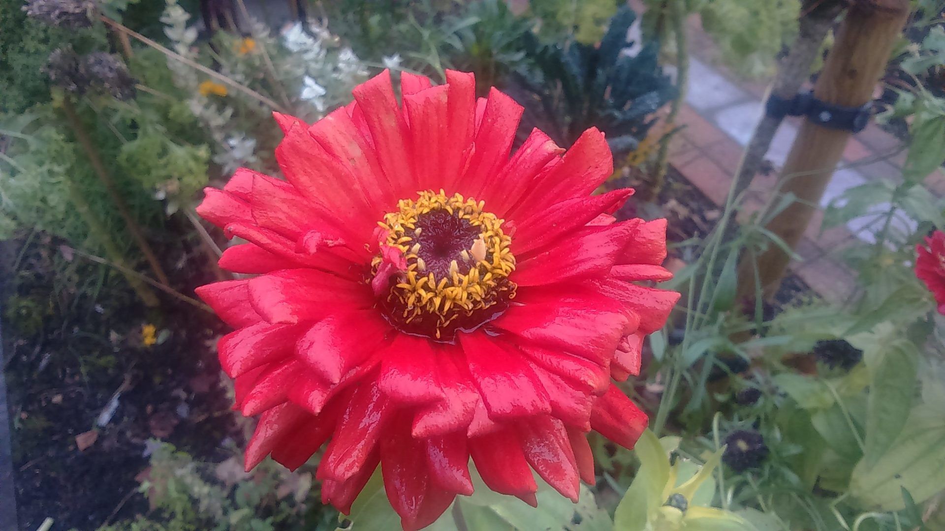 Zoomed red sun flower