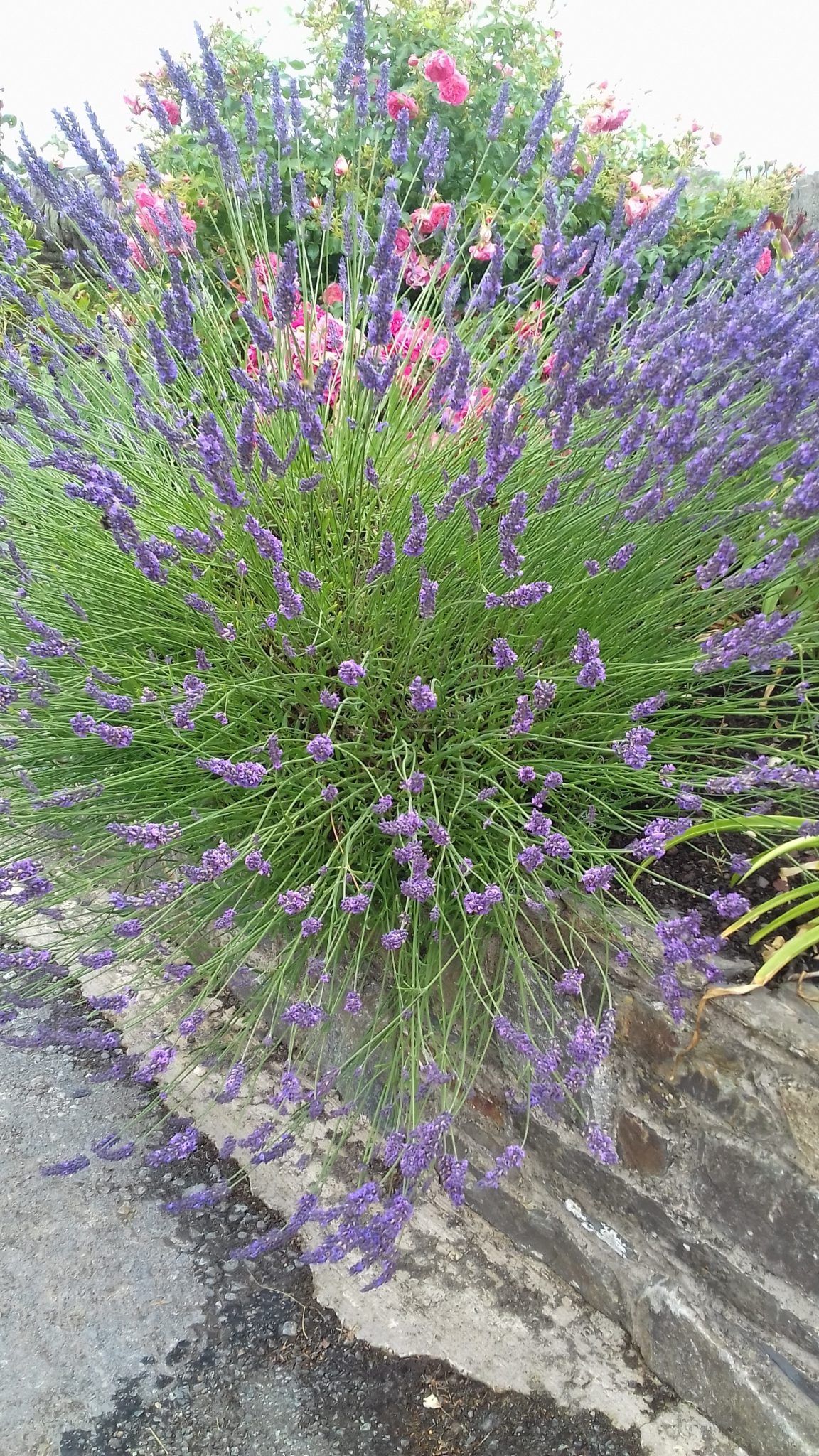 Flowers in garden