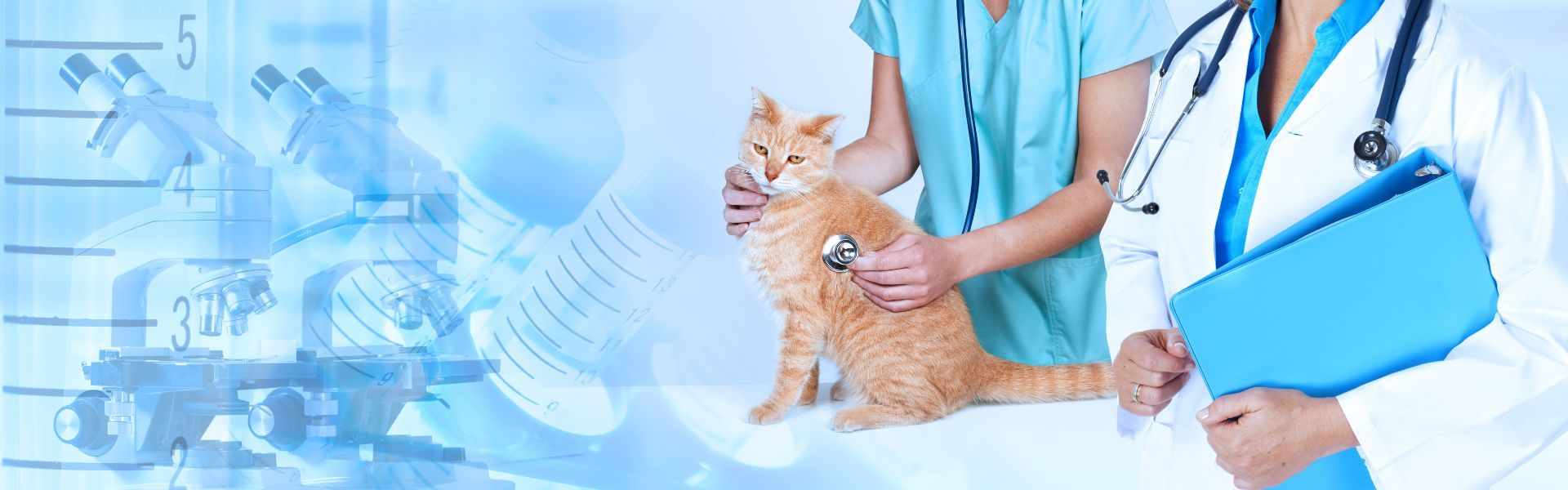 Attività dell'ambulatorio