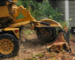 Stump And Root Removal — Lantana, FL — Countywide Tree Service