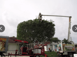 Tree Trimming — Lantana, FL — Countywide Tree Service