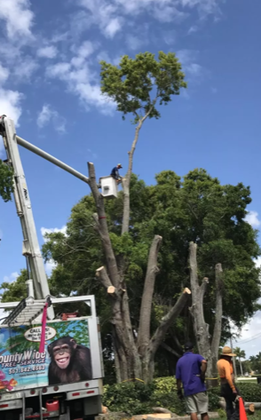 Tall Trees Removal — Lantana, FL — Countywide Tree Service