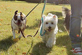 dogs