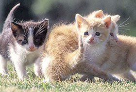 cats