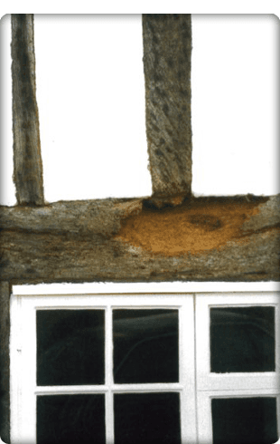 If you need repair and restoration to your wooden conservatory in Littlehampton call Woodcare A wooden conservatory