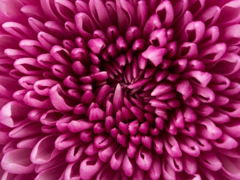 ADDOBBI FLOREALI