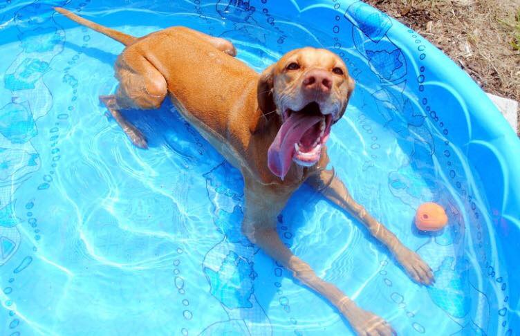 Pup in pool