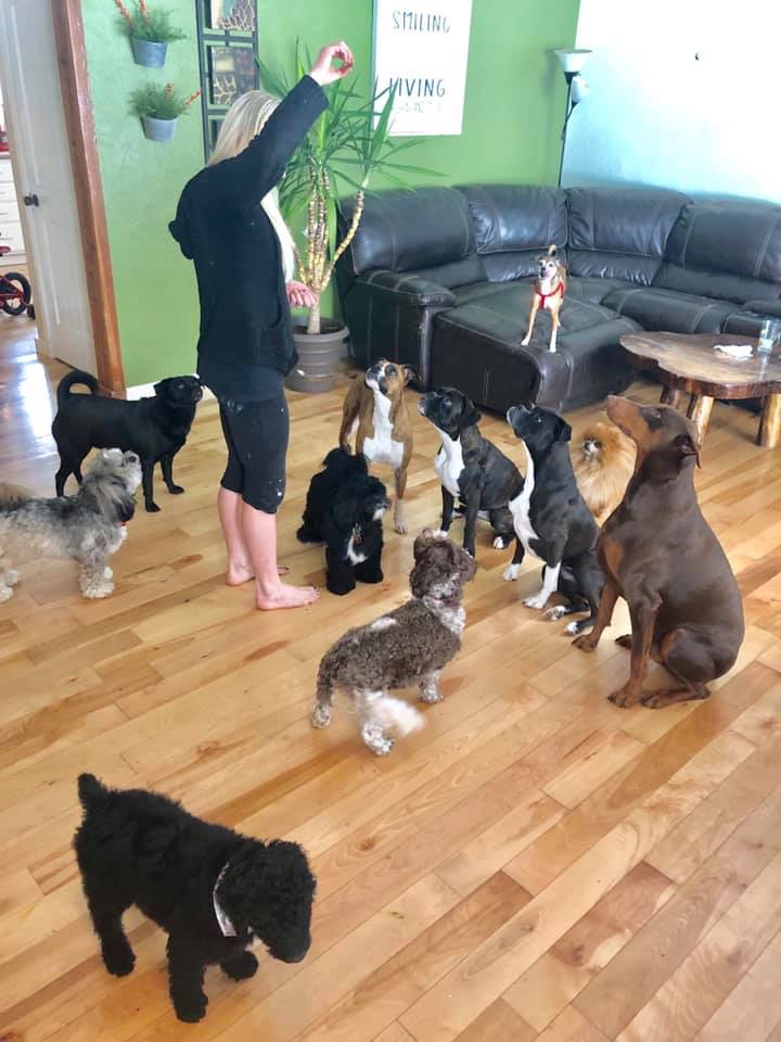 Pine Lake Dog Boarding