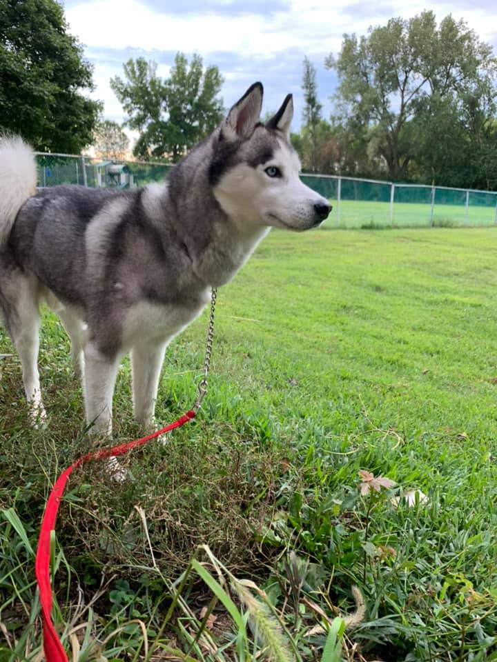 Dog outside