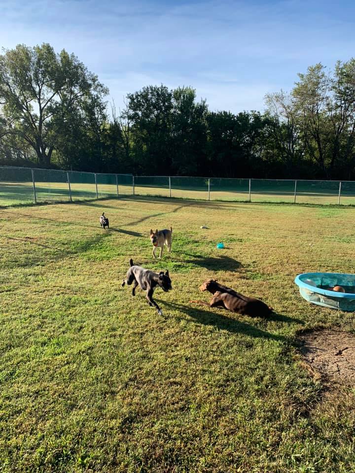 Playing dogs