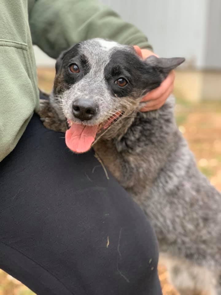 Dog