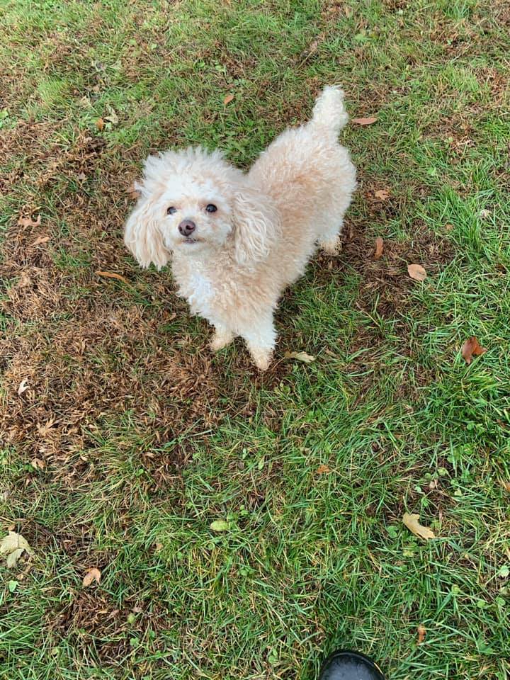 Pup outside