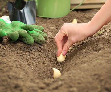 Planting — Sand & Gravel in Murgon, QLD