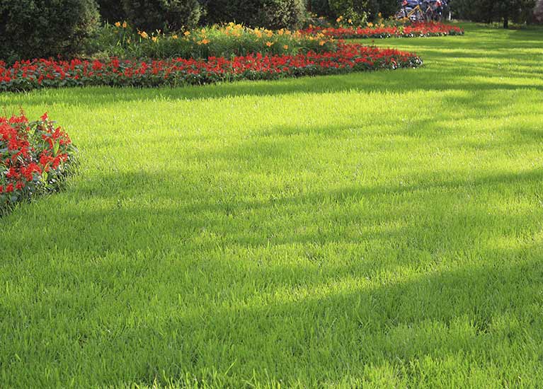 bradley fennel garden specialist