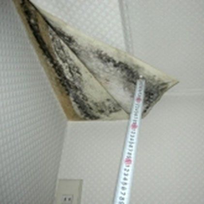 Assessing Mold Damage