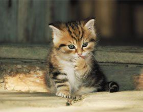 pet-care-services-newton-abbot-devon-paws-&-hooves-cat pet-care-services-newton-abbot-devon-paws-&-hooves-cat