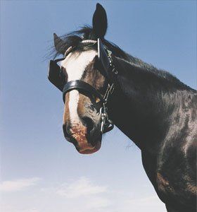 horse-care-newton-abbot-devon-paws-&-hooves-horse horse-care-newton-abbot-devon-paws-&-hooves-horse