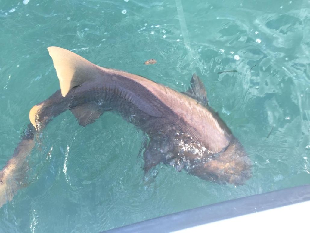 Shark in water, with a visible dorsal fin, near the surface.