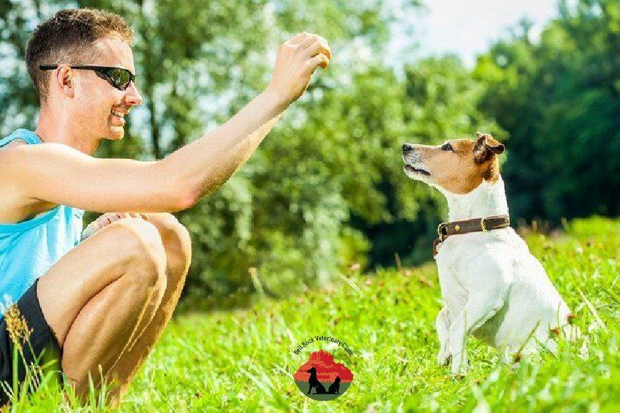 Teach your dog to focus on you dog behavior bell rock veterinary clinic