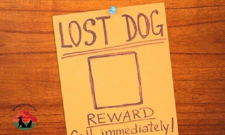 Teach your dog to focus on you dog behavior bell rock veterinary clinic
