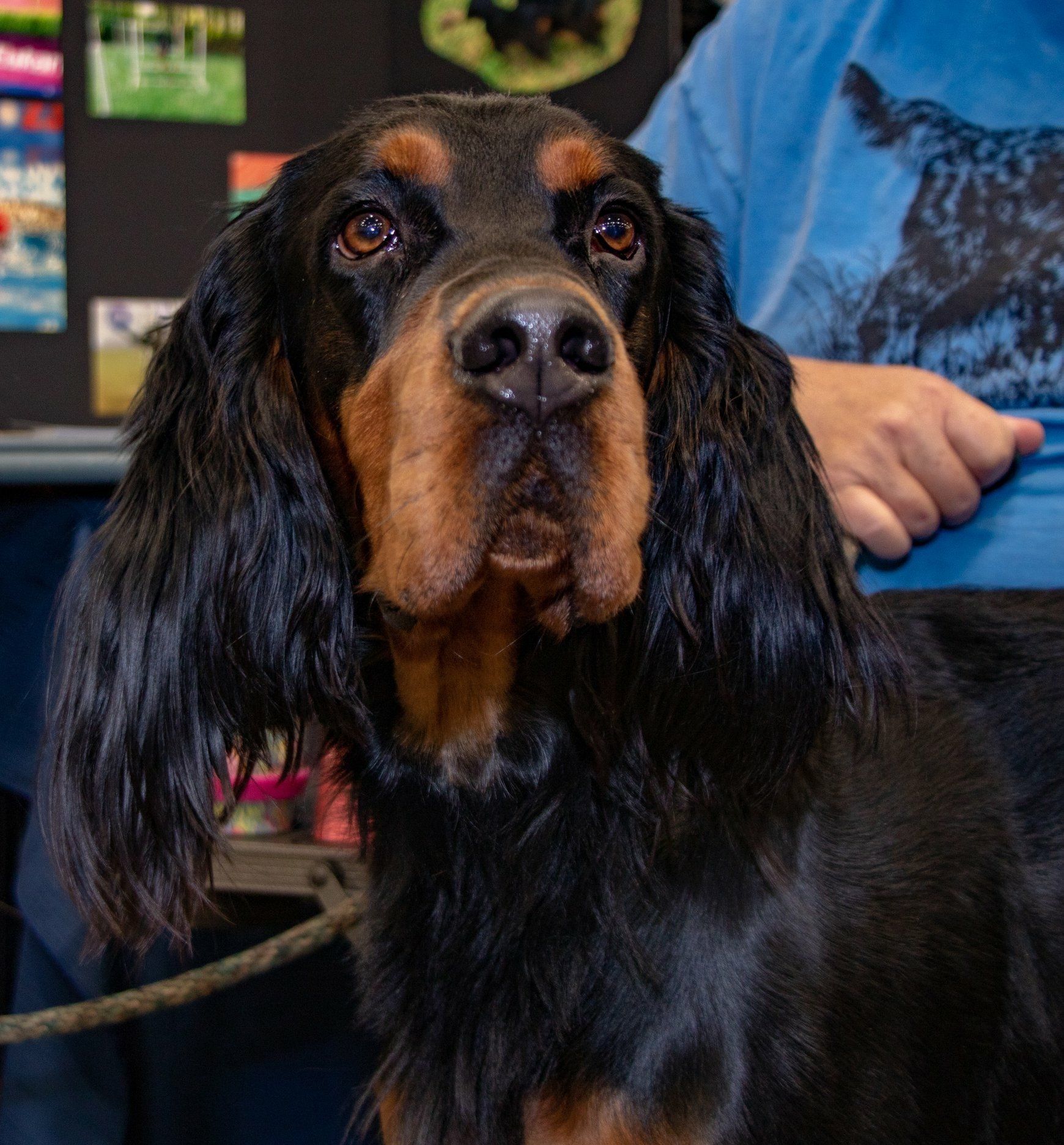BKC Dog Fair Nov. 2018
