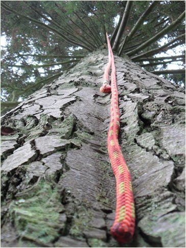 Call us today on 01823 462972 or 07831 108445 A rope leading up a tree