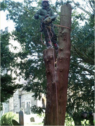 Man felling a tree