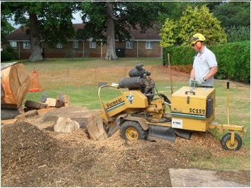 Call us today on 01823 462972 or 07831 108445 Stump grinding and removal.