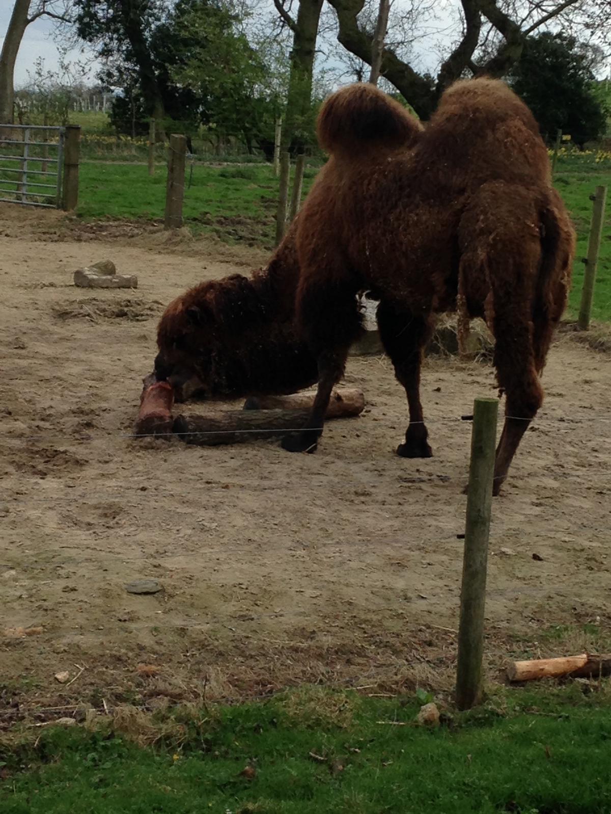 Flamingo Land Animals