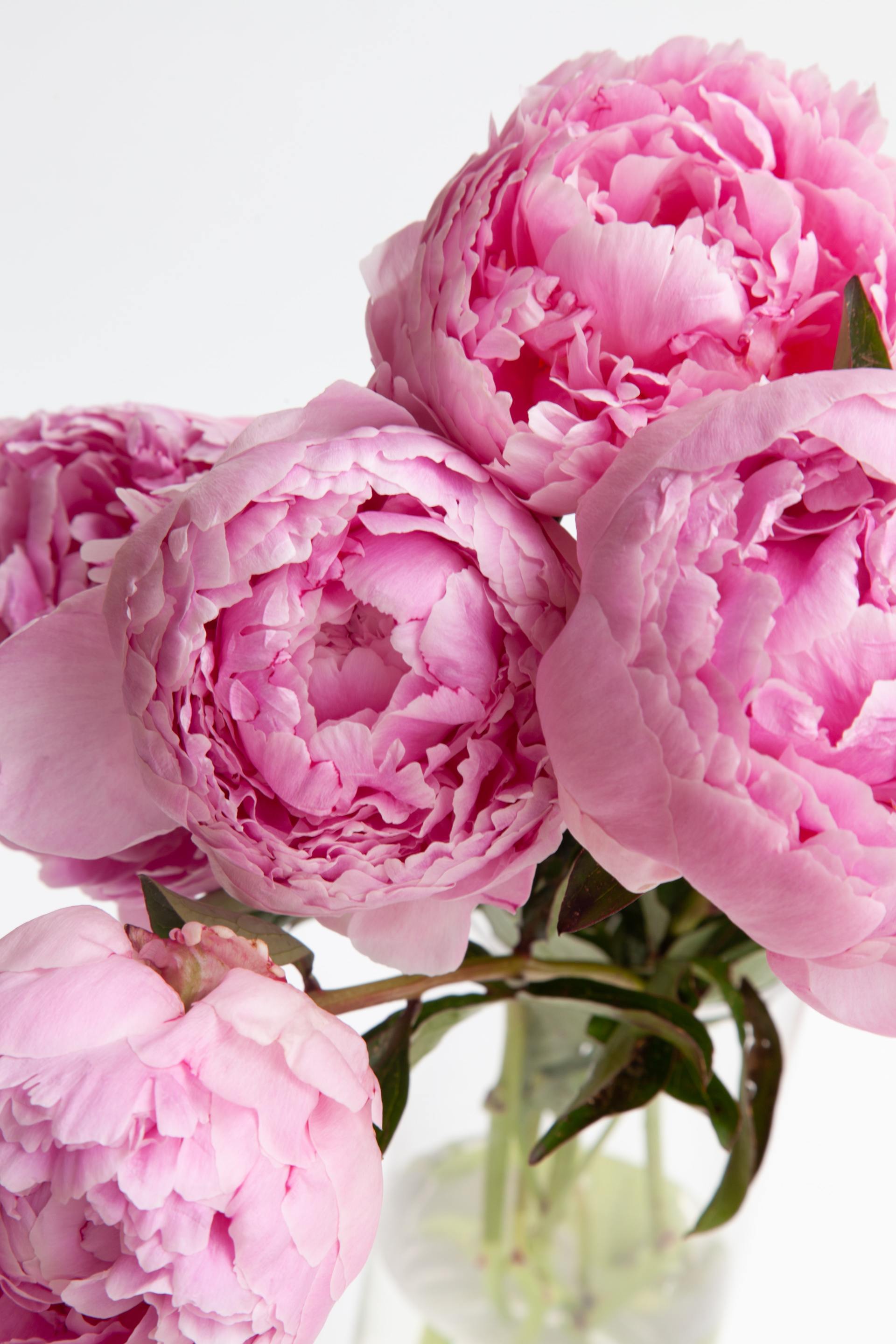 Peonies in vase