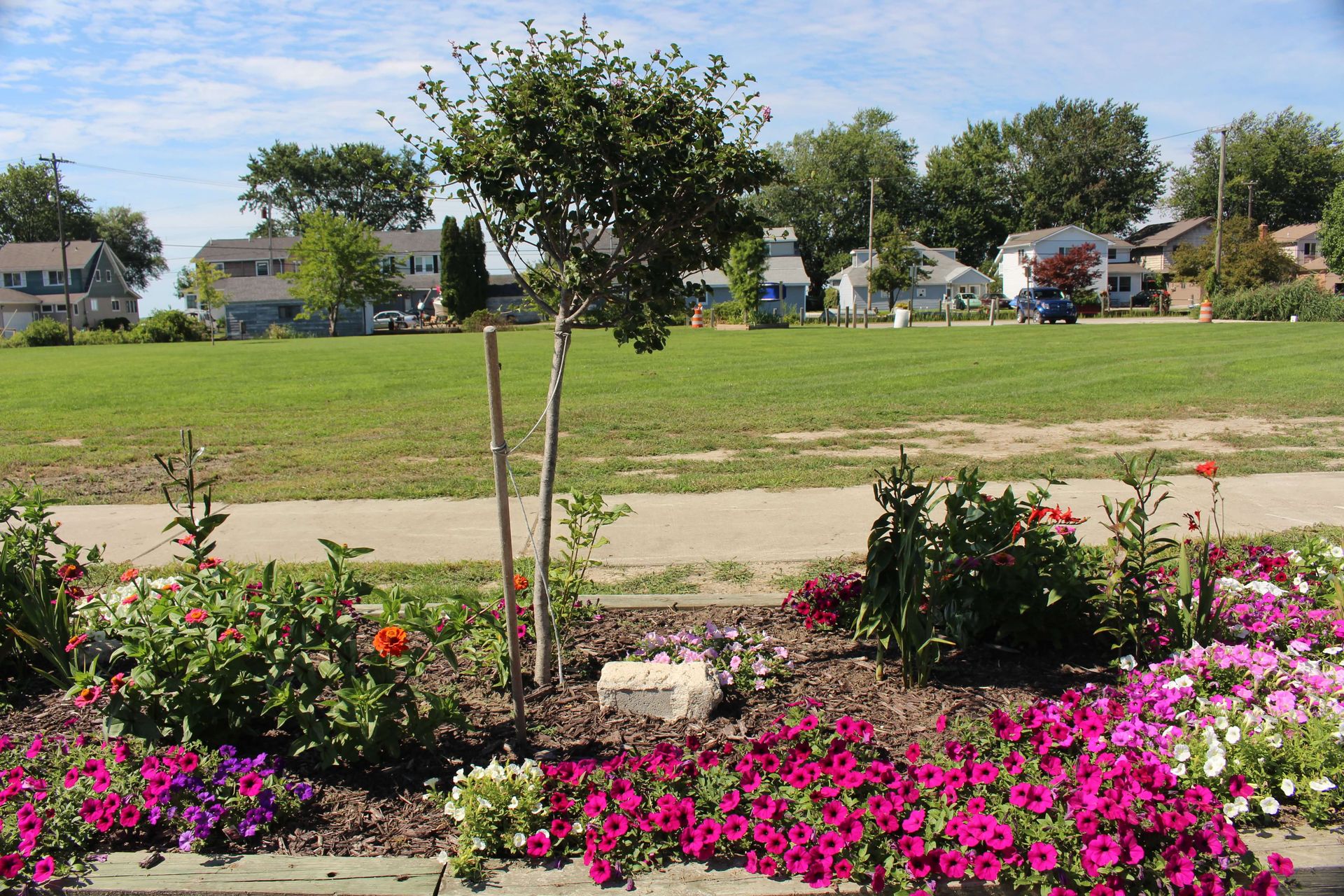 A flower bed with purple and white flowers and a tree in the background.