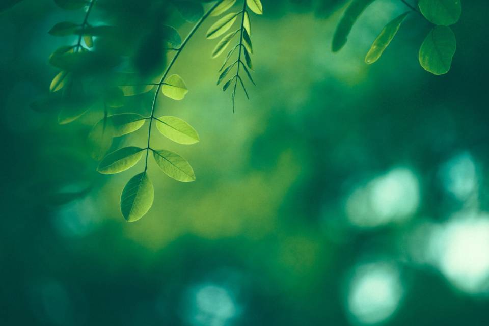 pitture eco
