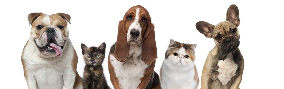 happy pets at pet services in Kaneohe, HI
