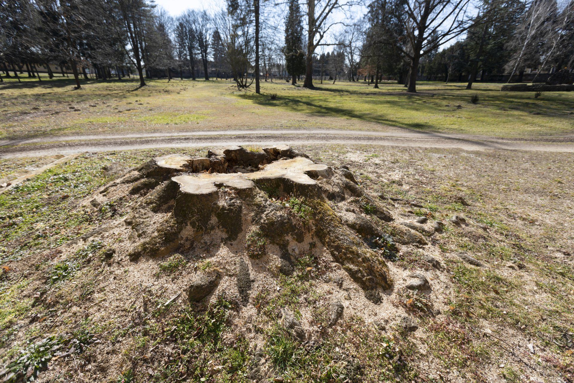 A Growing Tree Stump — Michigan City, IN — Knoll & Son’s Tree Service A Growing Tree Stump — Michigan City, IN — Knoll & Son’s Tree Service
