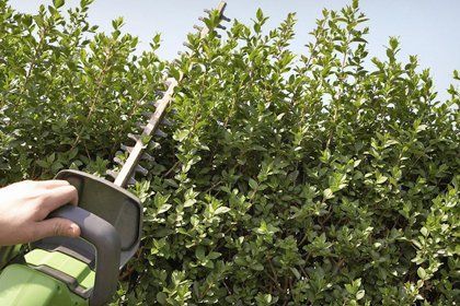 pruning