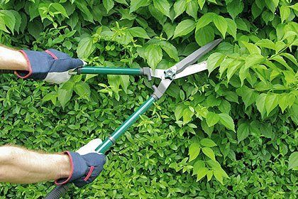 hedge cutting