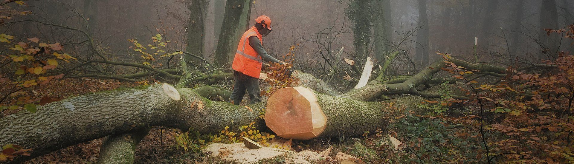 tree surgeon
