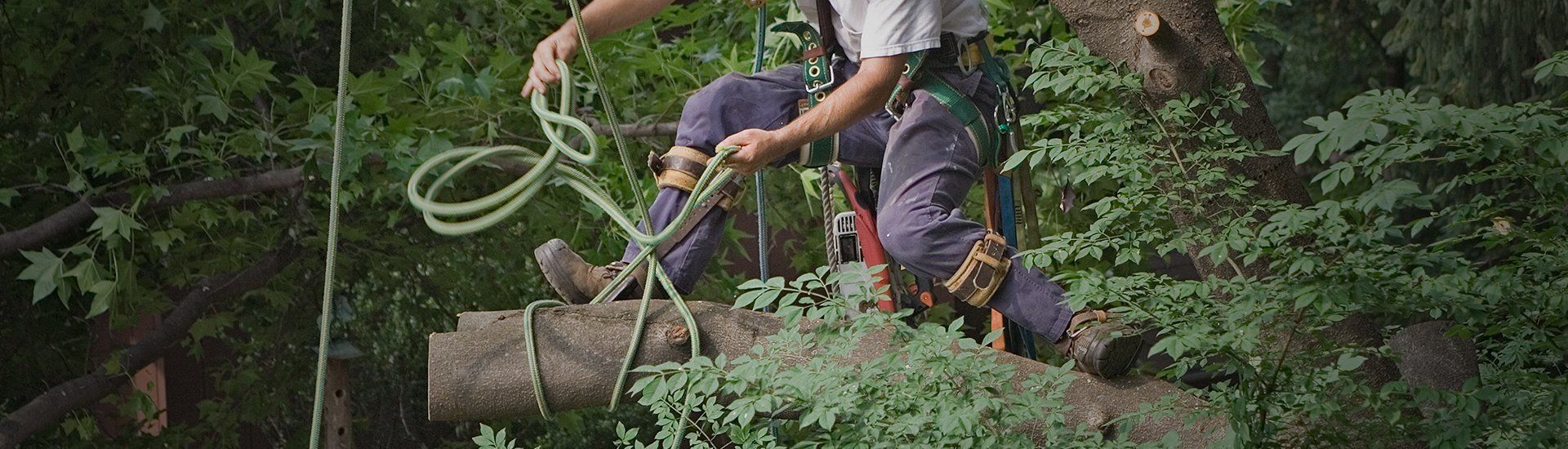 tree cutting