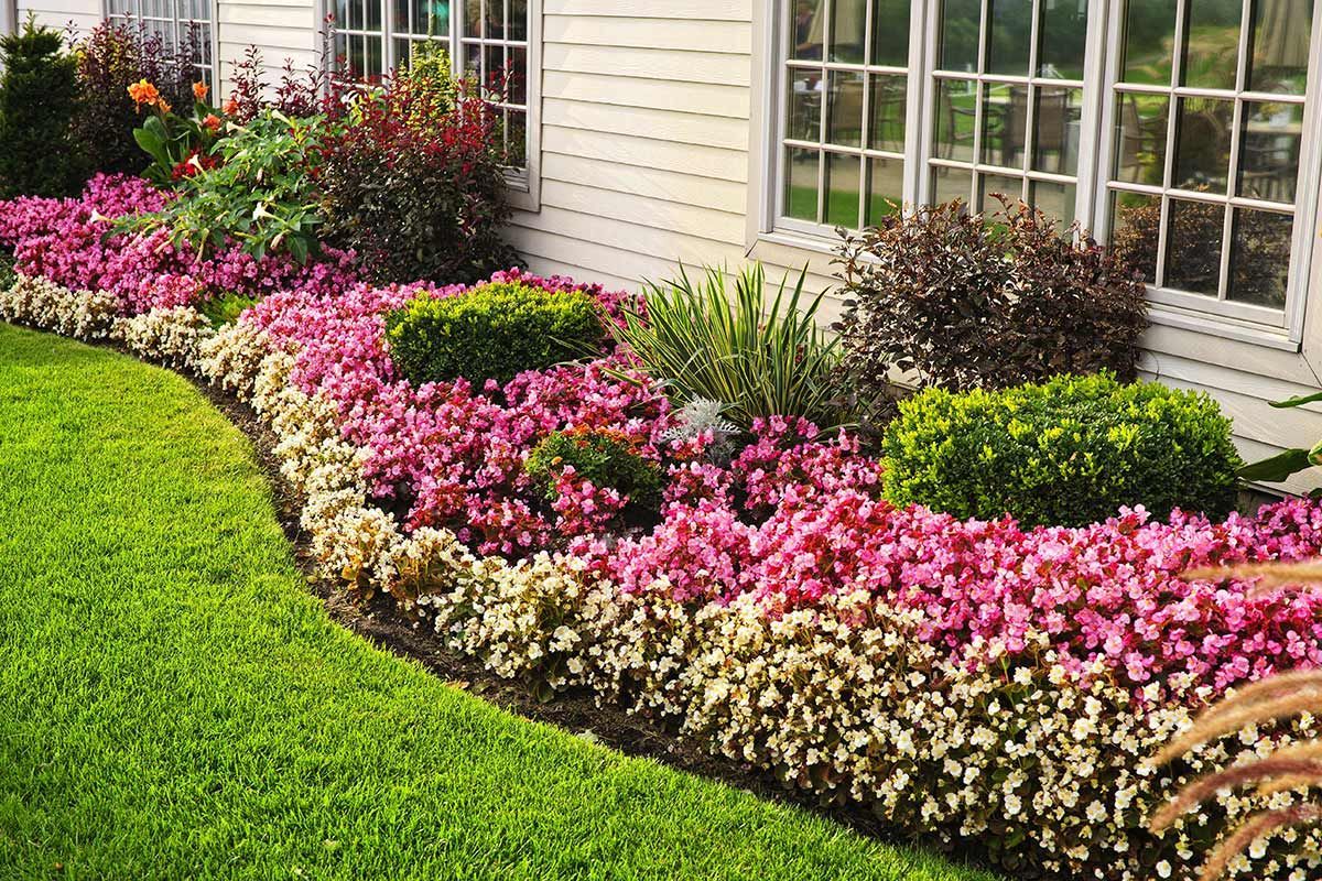 Un jardin avec des fleurs roses et blanches devant une maison.