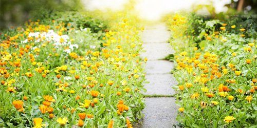 garden flowers