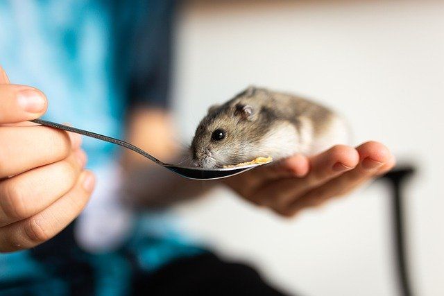 Hoeveel kost een hamster?