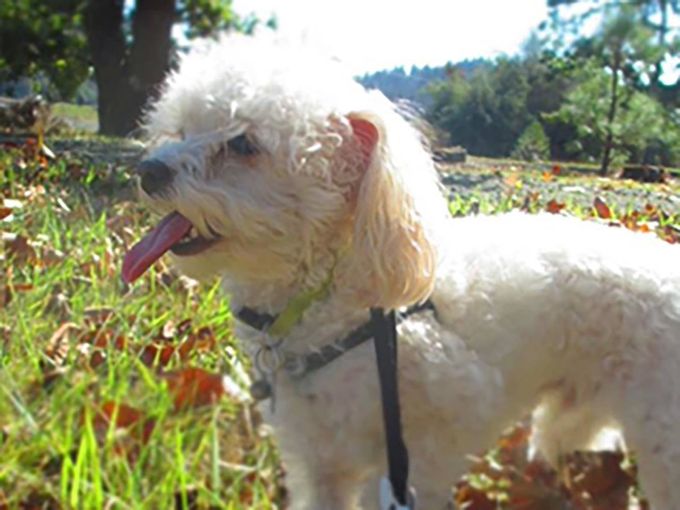 Terrier - dog boarding in Eugene, OR