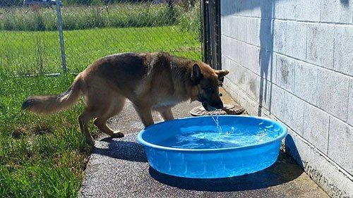 Shepherd dog playing water - Pet Care in Eugene, Oregon Shepherd dog playing water - Pet Care in Eugene, Oregon