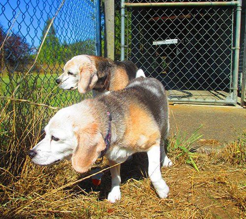 Dogs at the Background - Pet Boarding & Kennels in Eugene, Oregon Dogs at the Background - Pet Boarding & Kennels in Eugene, Oregon