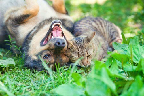 Cat and Dogs Playing - Dog & Cat Kennels in Eugene, Oregon Cat and Dogs Playing - Dog & Cat Kennels in Eugene, Oregon