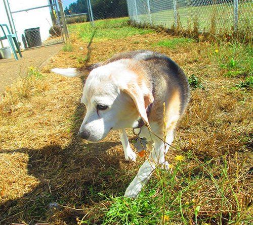 Dog Walking - Pet Boarding in Eugene, Oregon