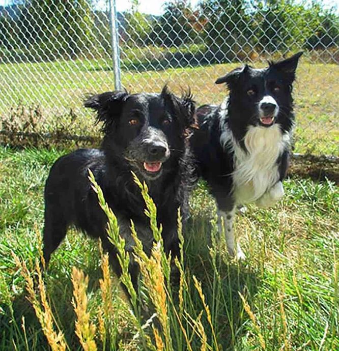 Two Dogs Playing - Dog Day Care in Eugene, OR