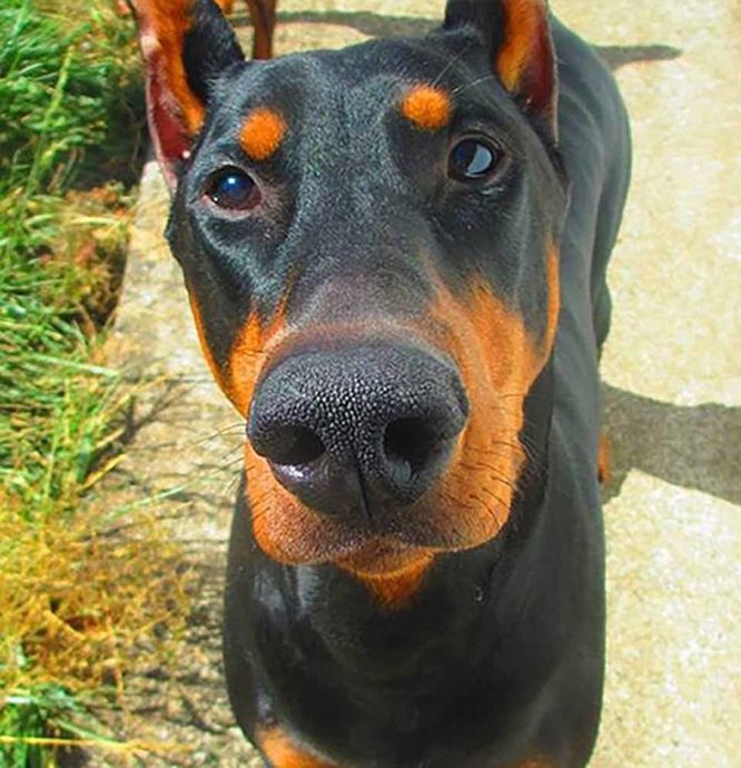 Doberman - Dog Day Care in Eugene, OR
