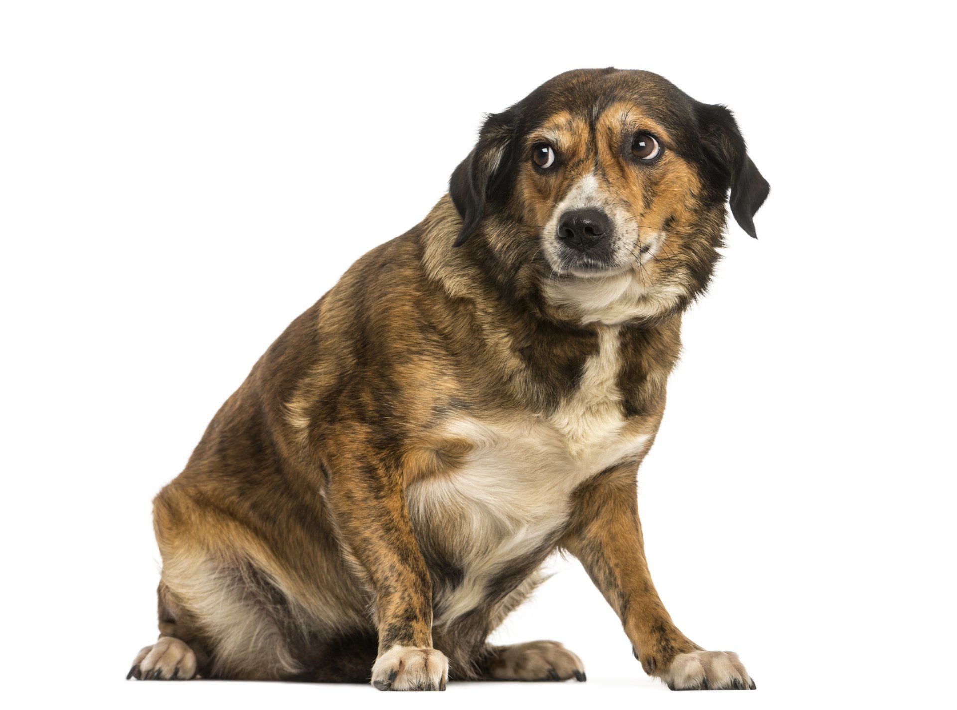 ängstlicher Hund, aggressiver Hund